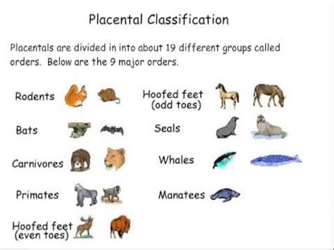 Mammal Classification - YouTube