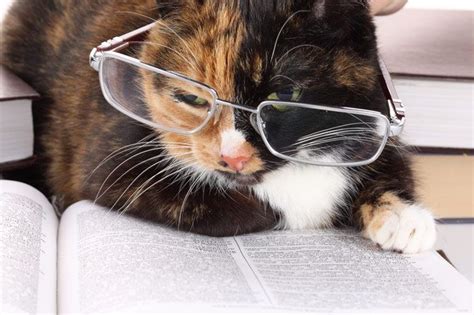 Cat in glasses. | Cat reading, Cats, Nerd accessories