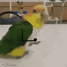 Budgie Bird GIF - Budgie Bird Cute - Discover & Share GIFs