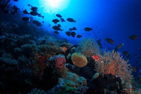 Agreement on Coral reef Restoration Signed Between University of Milano ...