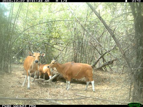 World’s largest banteng population at risk in Cambodia from hunting and ...