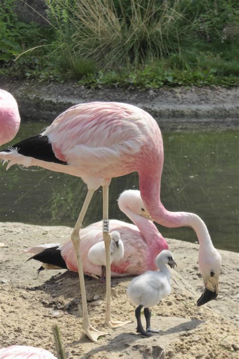 Fostered flamingos just as friendly