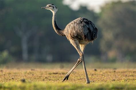 My First Pantanal Photo Tour - 2022 - ORYX Photo Tour