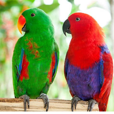 Talking Pet Birds: 5 Species That Mimic Human Speech2023