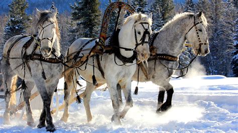 White Horse On Snow Covered Landscape HD Horse Wallpapers | HD Wallpapers | ID #57070