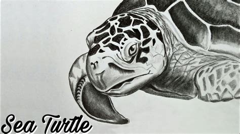 How to draw a realistic sea turtle step by step ( sea turtle head ...