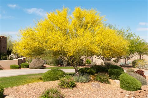 ¿Cómo plantar un árbol de palo verde en tu jardín? | Architectural Digest