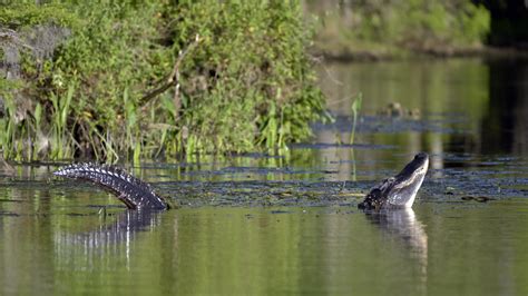 Alligator Habitat: Exploring Their Natural Environment - Reptile Behavior