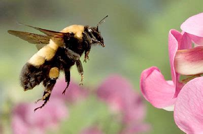 March 16 FACTalk: Bumblebee Conservation - The Fort Atkinson Club