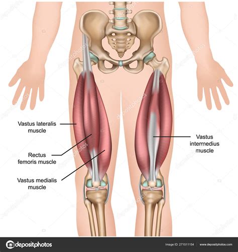 Quadriceps Femoris