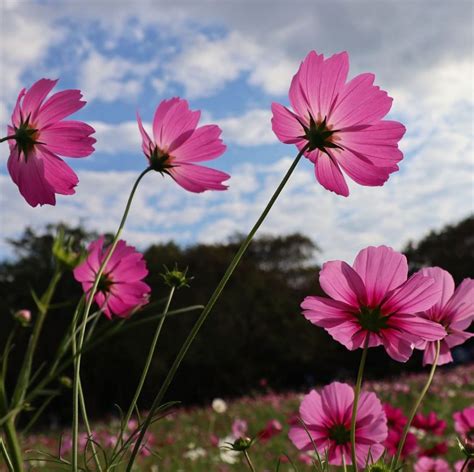 Cosmos flower meaning. Find out what this plant symbolizes