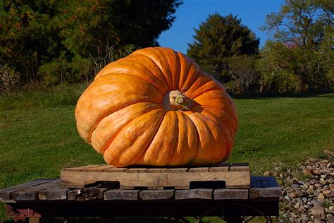 Topsfield Fair Giant Pumpkin Contest | 102.1 & 105.3 The Shark