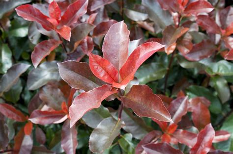 Photinia shrubs | Smart Plants Potcultuur