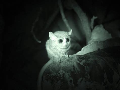 Pygmy Mouse Lemur, Microcebus myoxinus | New England Primate Conservancy