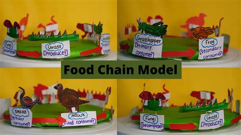 Food chain working model | food chain model|food chain project | | 3D model food chain - YouTube