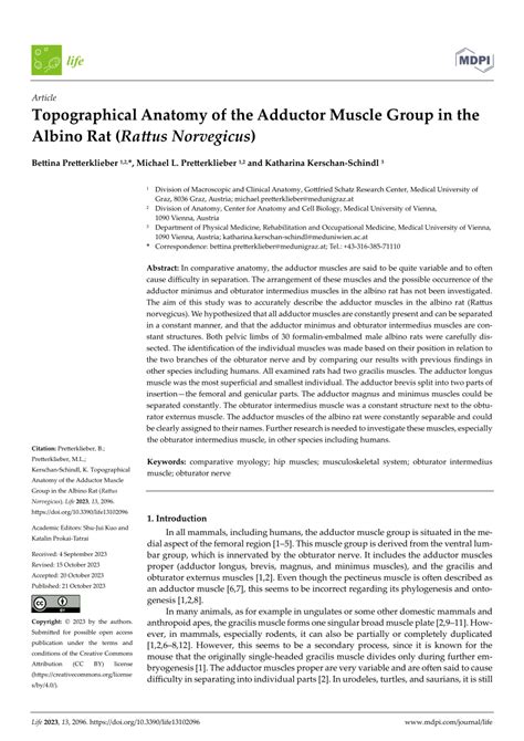 (PDF) Topographical Anatomy of the Adductor Muscle Group in the Albino Rat (Rattus Norvegicus)