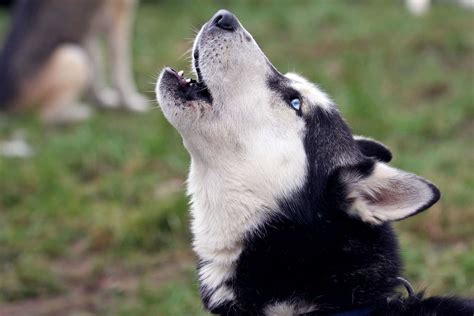 Why Do Huskies Scream? Explaining the Breed's Talkative Insctincts