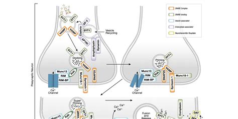 Neurotransmitters, Receptors, and Transporters