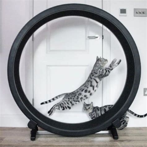 One Fast Cat Exercise Wheel - NEW - 5th Gen by One Fast Cat | in Old ...