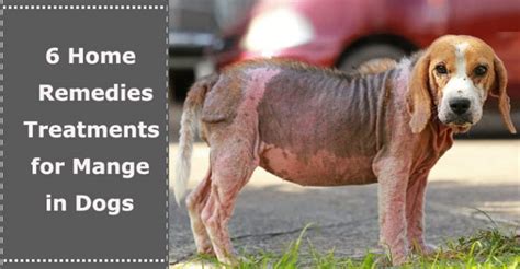 6 Home Remedies Treatments for Mange in Dogs - PetXU