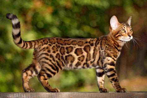 Top 10 Big Cat Breeds - Powerpetclub.com