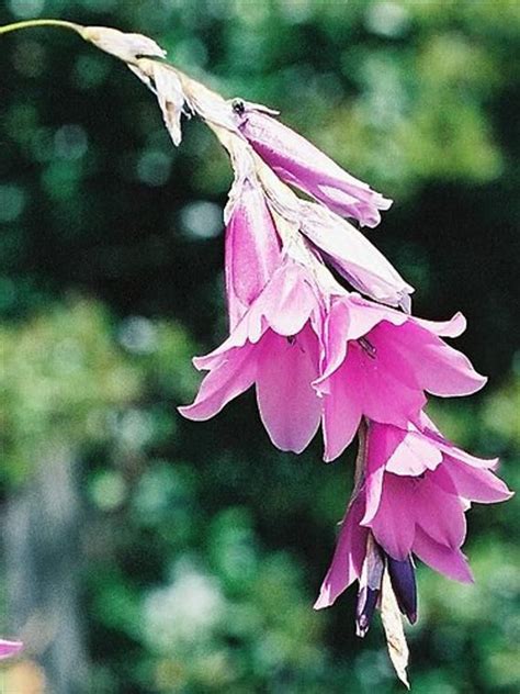 Dierama Pendulum 5 Seeds, Fairy Wand Or Angel’s Fishing Rod Perennial Garden Plants, African ...