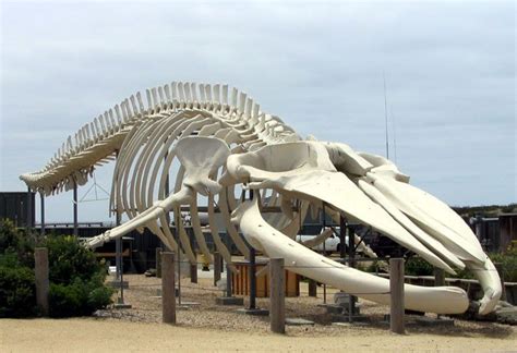 Blue whale skeleton | Animal skeletons, Blue whale, Animal bones