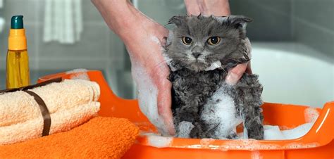 Katzen Pflege: Haltung, Nahrung und tiergerechter Umgang