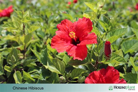 The Beautiful and Edible Chinese Hibiscus