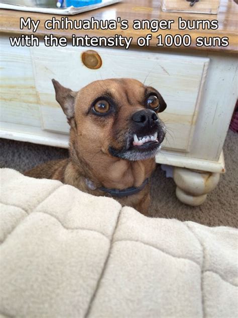 Fear the Wrath of My Adorable Underbite - I Has A Hotdog - Dog Pictures - Funny pictures of dogs ...