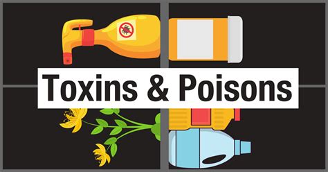 Common Feline Toxins and Poisons - Cat Friendly Homes