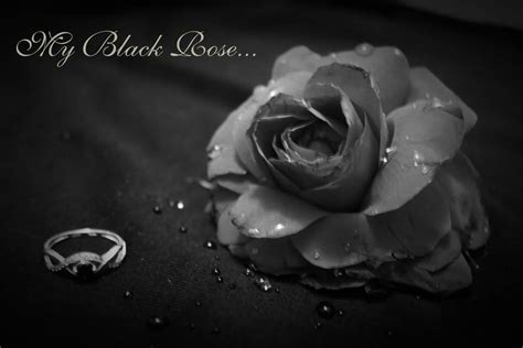 Good Morning Images With Black Rose - 1024x683 Wallpaper - teahub.io