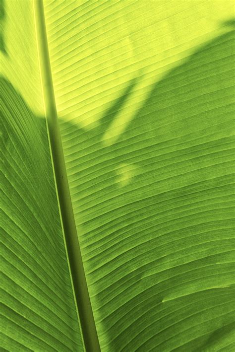 Aggregate more than 60 green banana leaf wallpaper latest - in.cdgdbentre