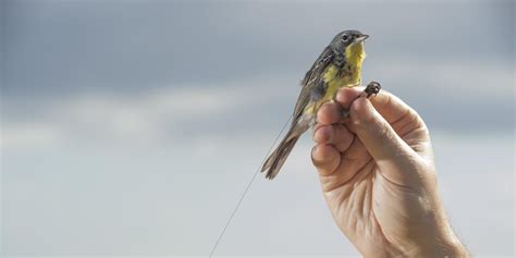 Kirtland's Warbler | Smithsonian's National Zoo and Conservation ...