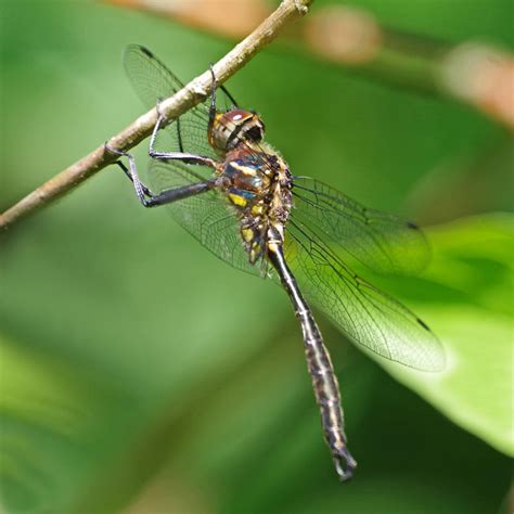 Hine’s Emerald Dragonfly—the Backstory – Field Station