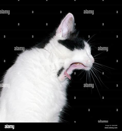 A cat yawning Stock Photo - Alamy