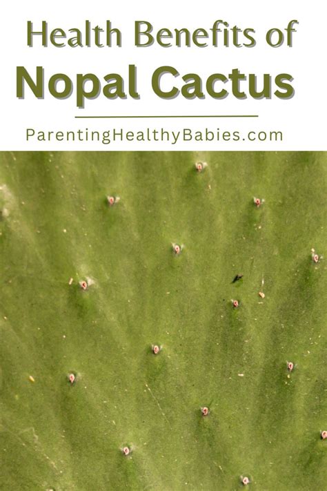 Nopales benefits – Artofit