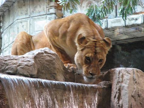 The Lion Habitat at the MGM Grand - Las Vegas