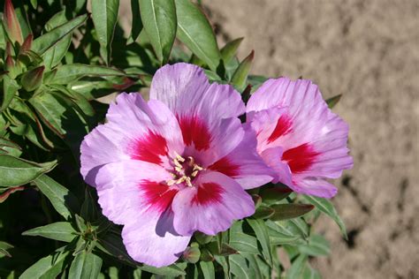 Godetia - Lilac - Oregon Wholesale Seed Company