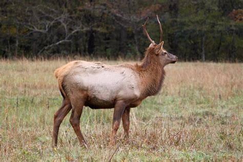 Spike bull elk in Cataloochee Valley, Great Smoky Mountains National ...