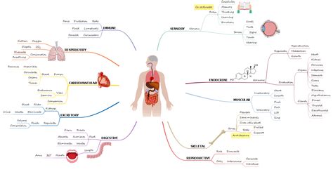 Having Map Of Internal Organs To Understand Human Body