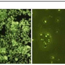 In-vitro cell compatibility using HeLa cell lines, A indicates control ...