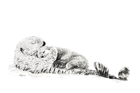 Mother Otter with her Cub, Ink jet print of original charcoal drawing ...