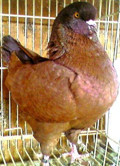 King Pigeon Pictures ~ ENCYCLOPEDIA OF PIGEON BREEDS