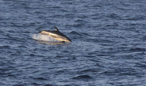 Jumping Atlantic White-sided Dolphin Stock Photo - Image of dolphins, acutus: 34354984