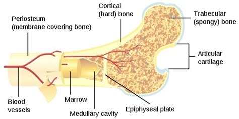 Compact Bone - Definition and Function | Biology Dictionary