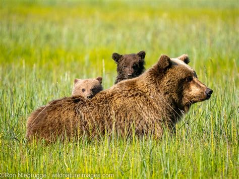 Brown Bear cubs | Lake Clark National Park, Alaska | Photos by Ron Niebrugge