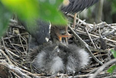 Baby Birdorable: Great Blue Heron in Baby Birds, Herons