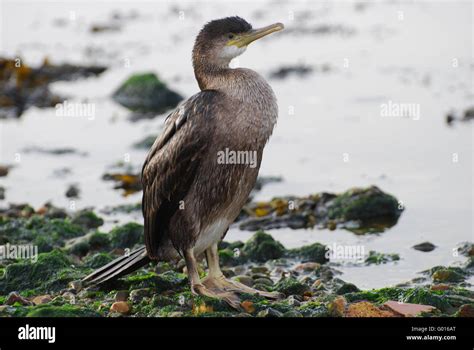 Double Crested Cormorant Juvenile