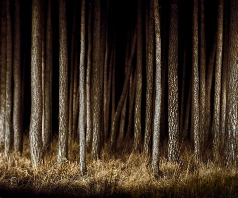 forest edge on Behance